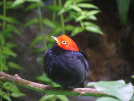 Tropical bird 2の写真素材