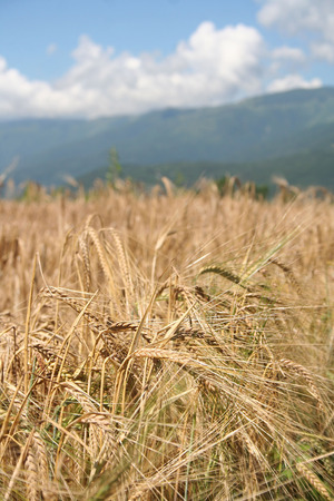 Wheat field on a background of blue skyの写真素材
