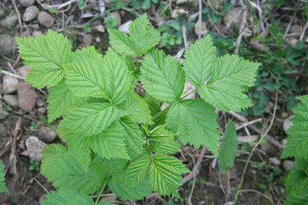 Raspberry plant in the garden