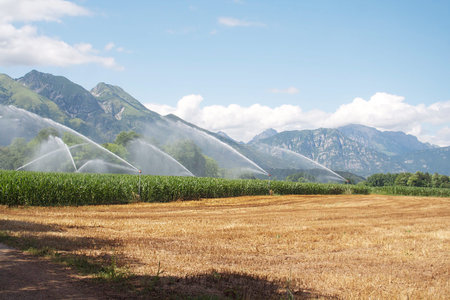 Water irrigation system on a corn field in summerの写真素材