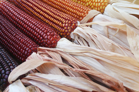 Colorful corn cobs in autumn on wooden table. Selective focusの写真素材