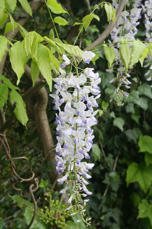 Mauve violet Wisteria bush climbing flowersの写真素材