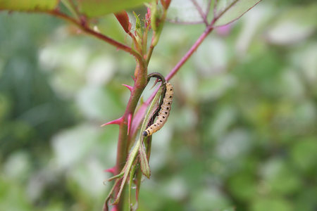 Caterpillars of fruit ermine moth on a plum. Yponome padding