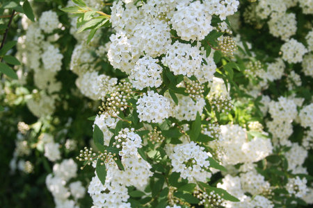 Spirea. Bush blooming white small flowers.