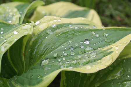 Drops of dew on a fresh green hosta leafの写真素材