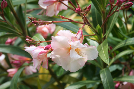 Pink Oleander flowers in summer