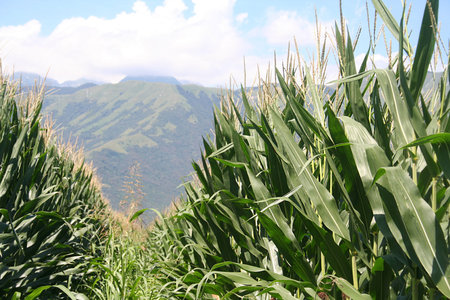 Corn field in summer with mountain and blue sky