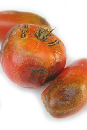 Rotten tomatoes isolated on white backgroundの写真素材