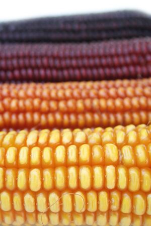 Colorful corn cobs in autumn on a white background. Selective focusの写真素材
