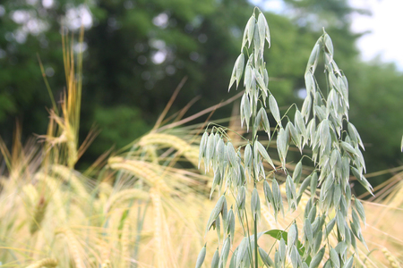Green oat ears of wheat against golden barley fieldの写真素材