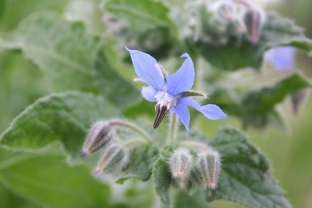 Blue Borage flowers in the garden. Borago officinalis