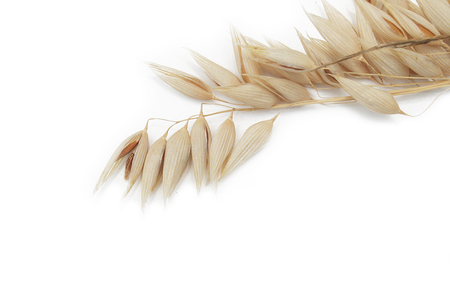 Oat ears isolated on a white backgroundの写真素材