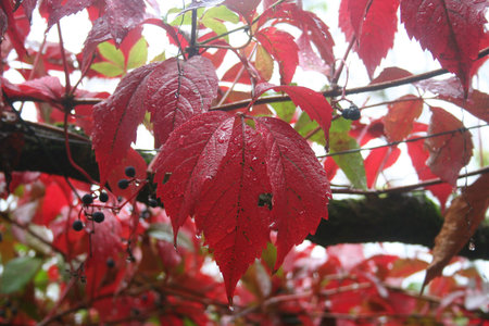 Red climbing vine in autumn with raindrops. Parthenocissus quinquefolia.