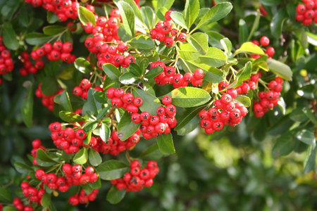 Pyracantha bush with red berries. Firethorn in autumn