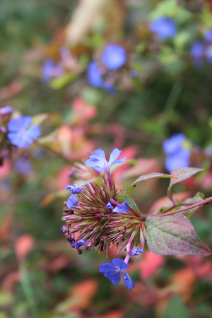 Ceratostigma wilmottianum bush with blue flowers in autumnの写真素材