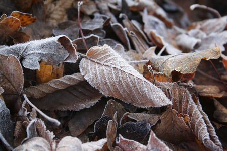 Frost on autumn leaves. Winter backgroundの写真素材