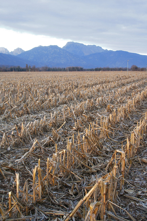 Corn field in winter at sunset with mountainsの写真素材