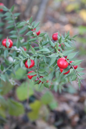 Ruscus aculeatus, known as butcher's-broom. Bush with red berries and green leavesの写真素材