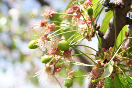 Green cherries and flowers on Cherry tree. Springtime in the orchardの写真素材