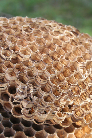 Detail of hornet or wasp nestの写真素材