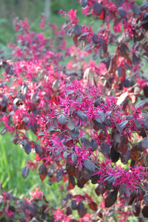 Loropetalum chinense bush in bloom with beautiful pink flowersの写真素材