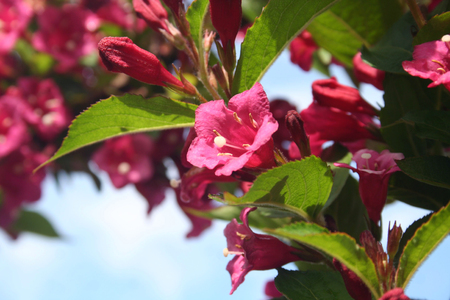 Weigelia bush in bloom in early summer. Beautiful pink flowers in selective focusの写真素材
