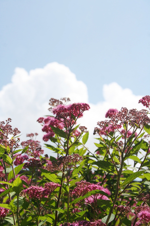 Spirea bush with beautiful flowers in summerの写真素材