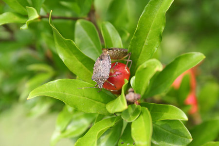 Marmorated stink bugs on a pomegranate flower. Halyomorpha halys