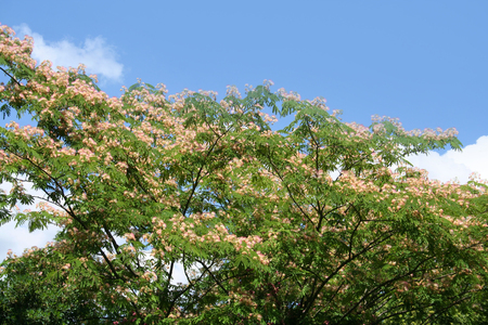 Persian Silk Tree against blue sky. Albizia julibrissin with pink flowersの写真素材