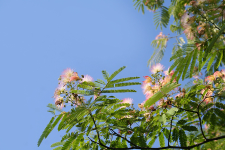 Persian Silk Tree against blue sky. Albizia julibrissin with pink flowersの写真素材