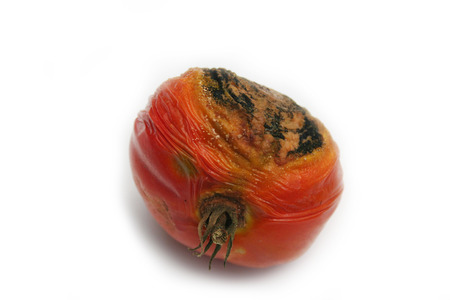 Rotten tomato isolated on white background. Red tomato with downy mildewの写真素材