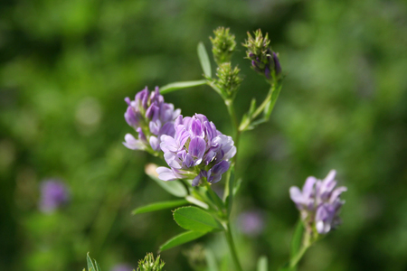Beautiful purple alfalfa flower in the field. Medicago sativa cultivation in bloom in summerの写真素材