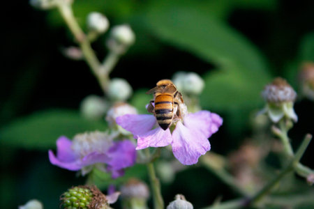 Honey bee collecting nectar on wild blackberry flower. Apis mellifera