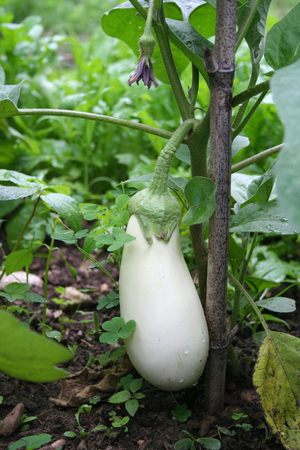 White eggplant or aubergine growing on a plant in the vegetable garden. Summer vegetables.の写真素材