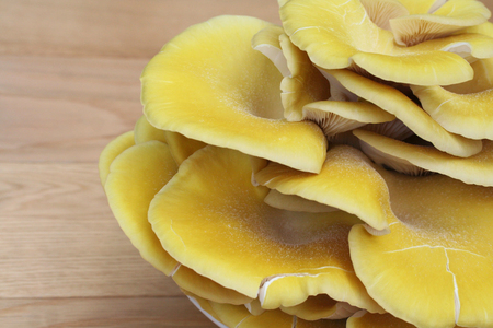 Yellow cultivated mushrooms on wooden tableの写真素材