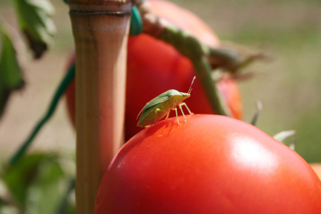 Green shield on tomato in the vegetable garden. Nezara viridula insect on damaged cultivationの写真素材