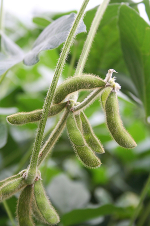 Many soybean pods on plant. Soybean plant close-upの写真素材