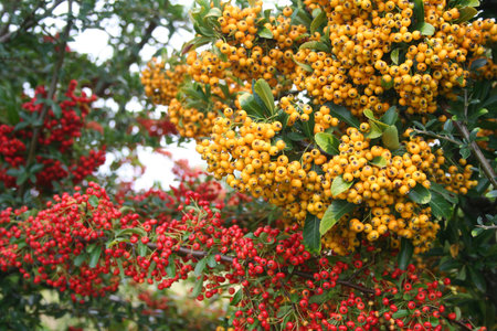 Beautiful yellow and red berries on Pyracantha bush. Firethorn in autumn in the garden