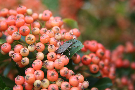 Pyracantha bush with orange berries. Firethorn in autumn in the garden. Selective focus.