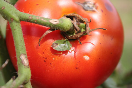 Green shield on red tomatoes on branch. Nezara viridula insect in a vegetable garden