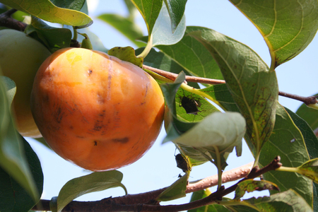 Brown marmorated shield on a branch Persimmon fruit on branch. Halyomorpha halys infestation on Kaki orchard. Diospyros kakiの写真素材