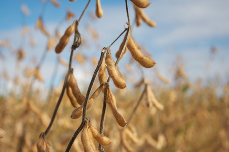 Golden ripe soybean plants in the field. Agricultural field in autumnの写真素材