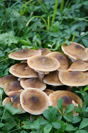 Clump of Honey Fungus in the forest. Armillaria mellea. Autumn background