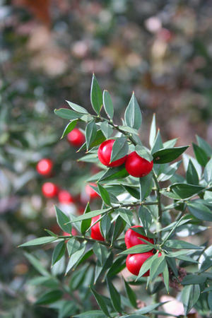 Butcher's Broom bush with ripe red berries. Ruscus aculeatus shrub in the winter forestの写真素材