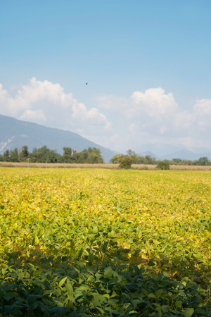 Green and yellow soybean field in the italian countryside. Soybean cultivationの写真素材