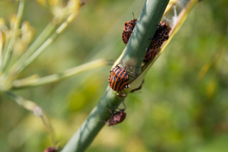 Graphosoma lineatum italicum insects. Italian red shield with black stripes on a plant in summerの写真素材