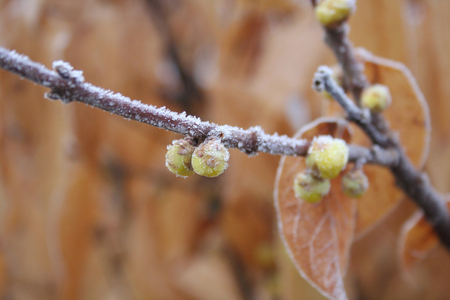Frost on flowering Chimonanthus praecox or Calycanthus in the garden. Wintersweet bush with blossom in winterの写真素材