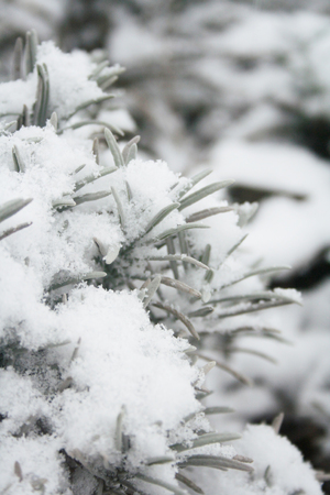 Lavender bush covered by snow in the garden in winter season. Lavandulaの写真素材