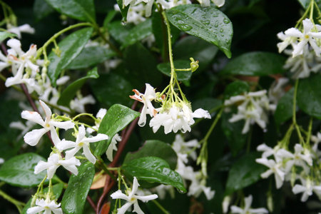 White climber star Jasmin in bloom covered by rain drops. Trachelospermum jasminoides
