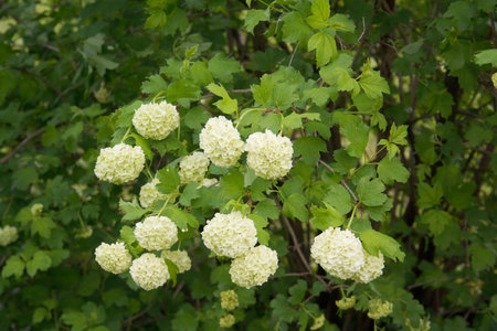 Viburnum opulus with many white flowers in springtime. Snowball bush in the garden